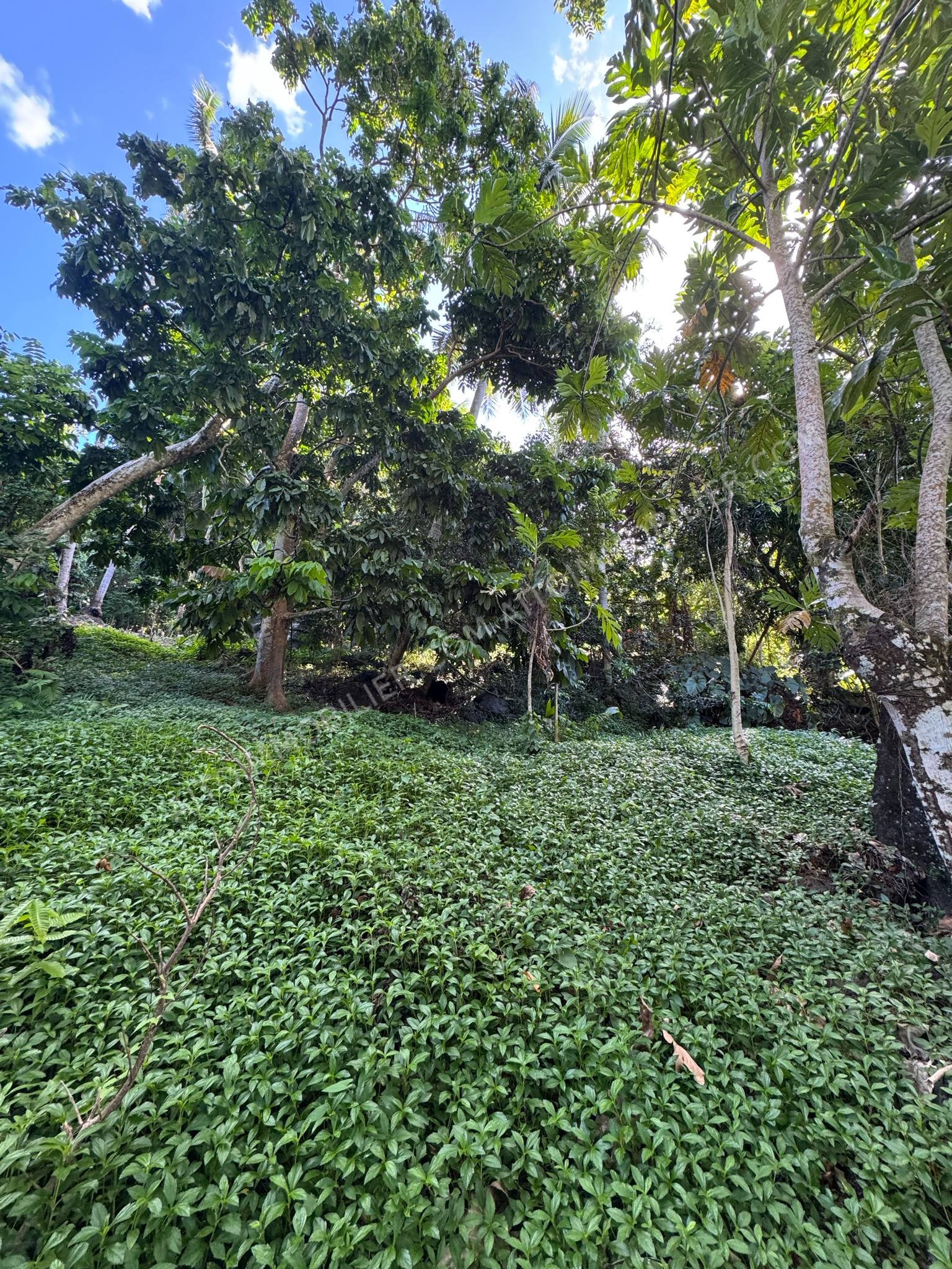 MOOREA - MAHAREPA TERRAIN AGRICOLE 2