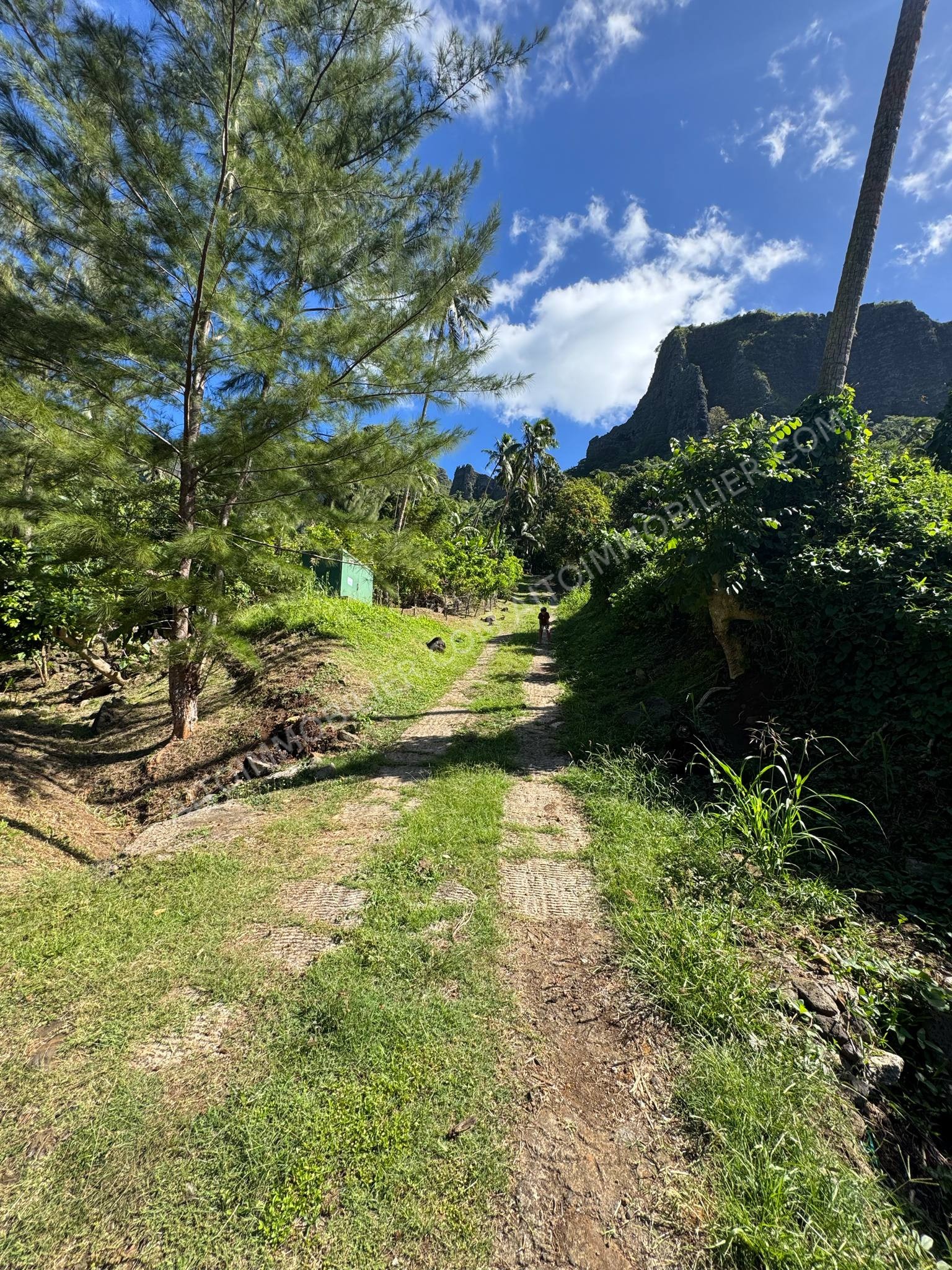 MOOREA - MAHAREPA TERRAIN AGRICOLE 1