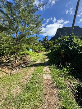 MOOREA - MAHAREPA TERRAIN AGRICOLE
