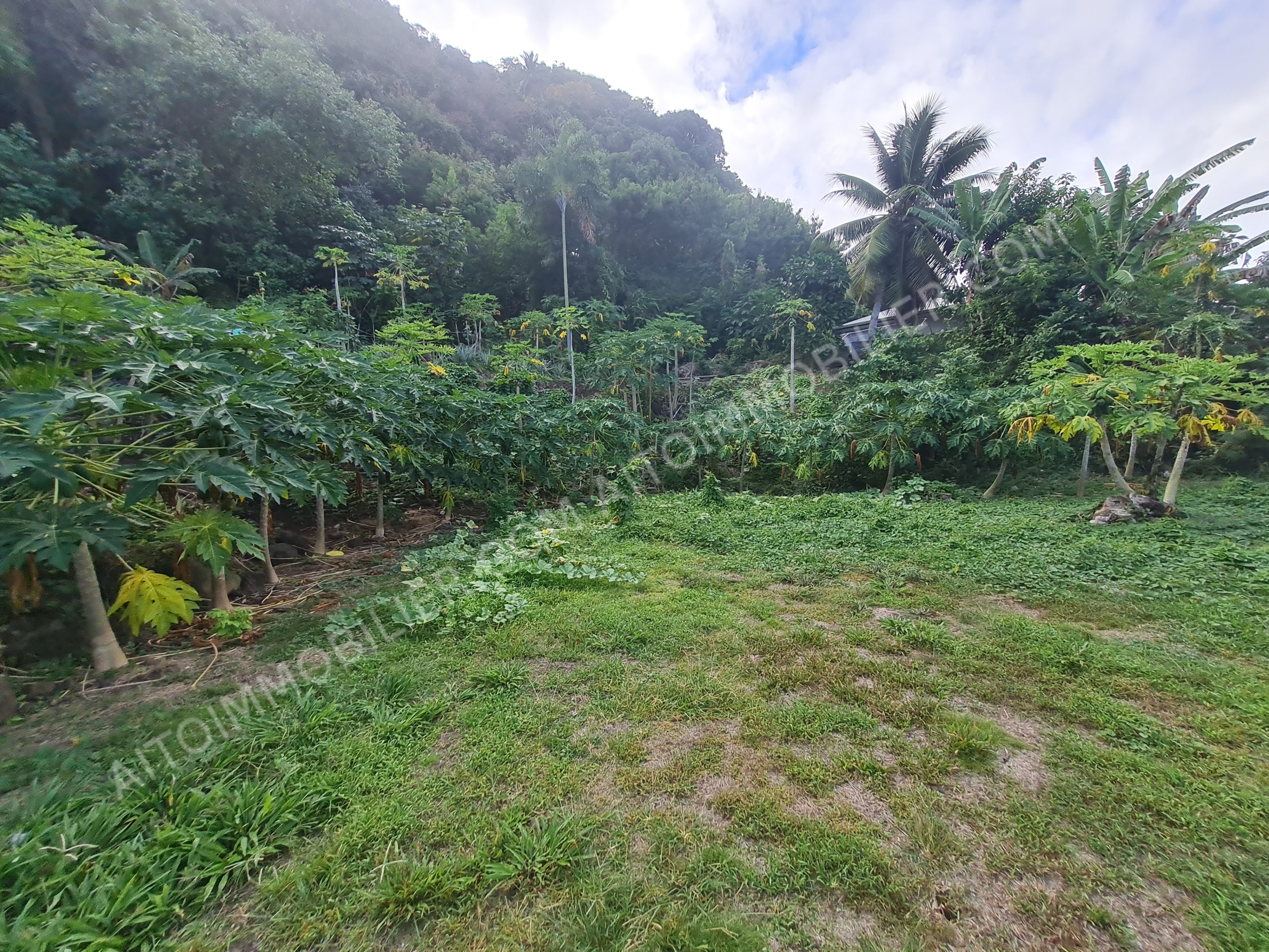 Terrain plat de 800 m²  constructible sur Punaauia coté montagne, petite hauteur 1